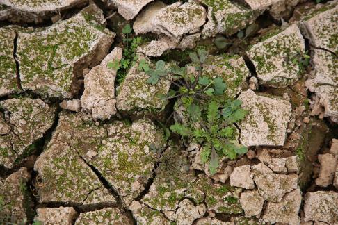 Dry land 7