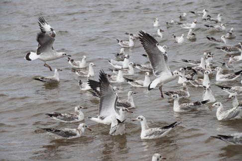 Gull Dance 14