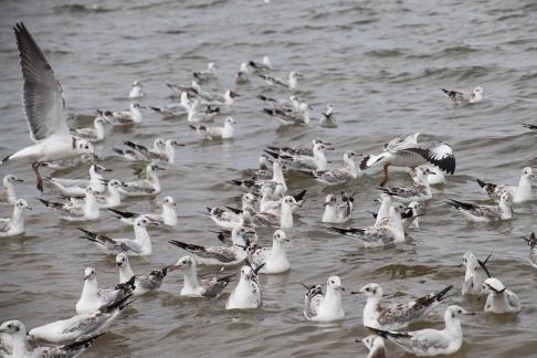 Gull Dance 15