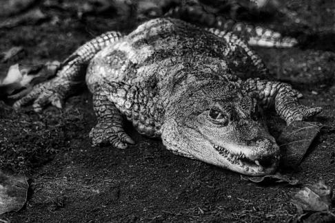 Menacing