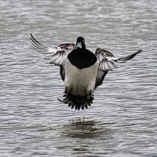 Coming In