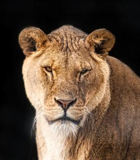Lioness