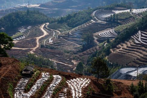 Terraced fields scenery 62