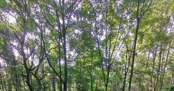 Sunshine through the forest 1