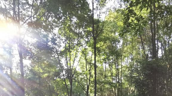 Sunshine through the forest 3