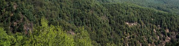 Forest Language 5