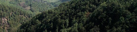 Forest Language 7