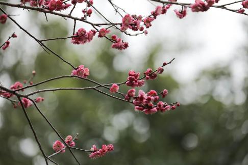 Red Plum Praise 45