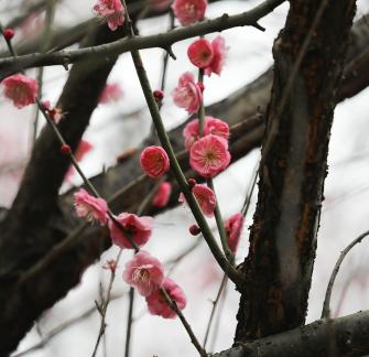 Red Plum Praise 46