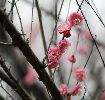 Red Plum Praise 47