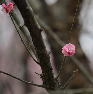 Red Plum Praise 48