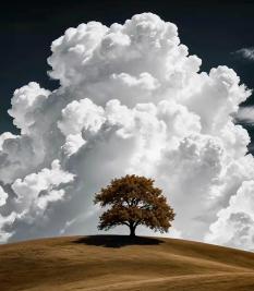 Albero