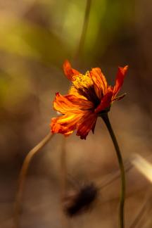 Familiar plants 1