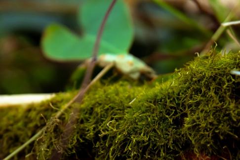 Familiar plants 10