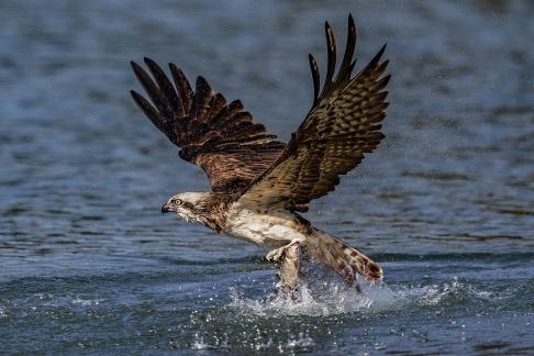 osprey