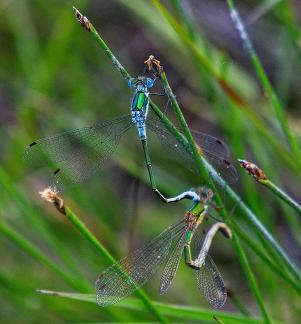 Four spotted chasers coupling