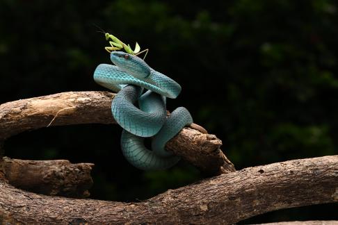 Blue snake  1