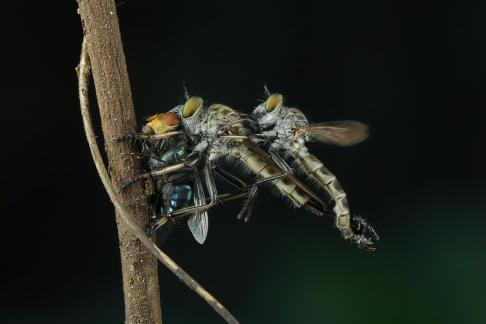 Mating Robberfly 1