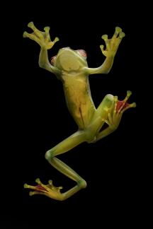 Frog 3
