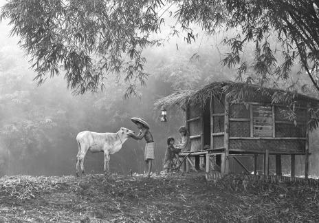 Sapi kesayangan 386