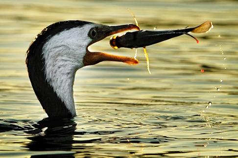 FLY TO MY MOUTH