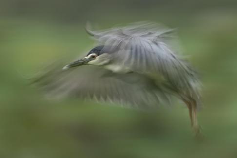 BLACK-CROWNED NIGHT HERON