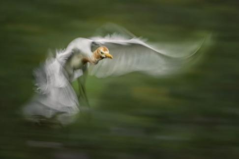 PANNING 08