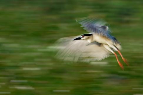 PANNING