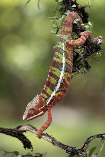Panther Chameleon 37
