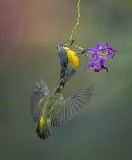 Bellied Flowerpecker 10