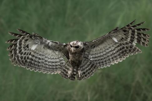 Beautiful owl