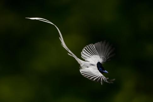 White Long Tail 951