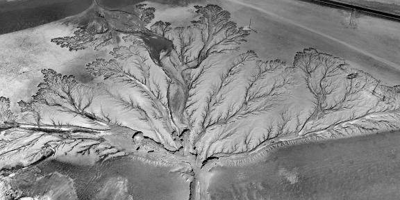 Tree of the Earth