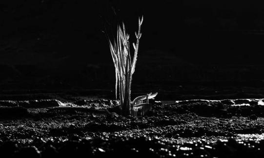 Sprouting in the desert