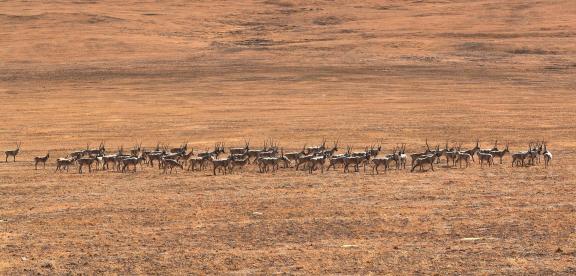 Tibetan antelope