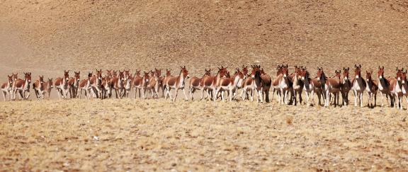 Wild Donkeys in Xizang