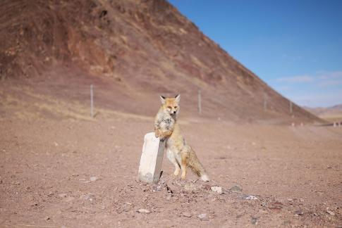 Plateau Tibetan Fox