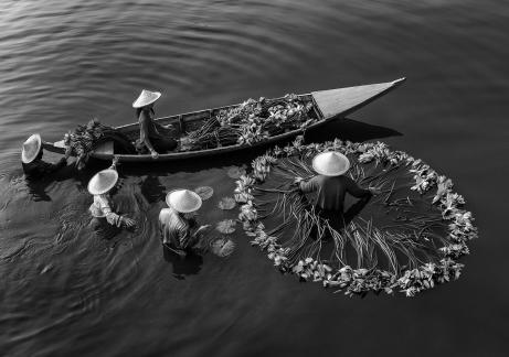 Harvesting Water Lilies