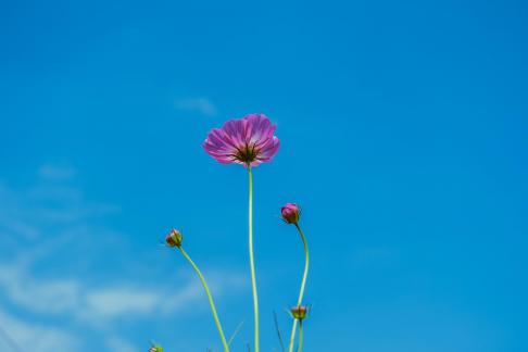 Natural flowers 3