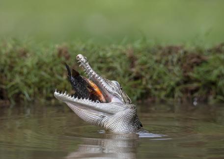 Salt Water Croc 074