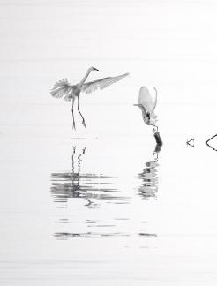Shall we Dance 035