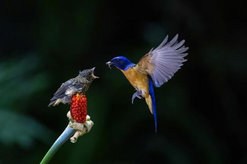 Blue bird 3