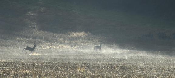 Deer in mist