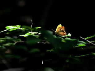 Butterflyyellowgreen
