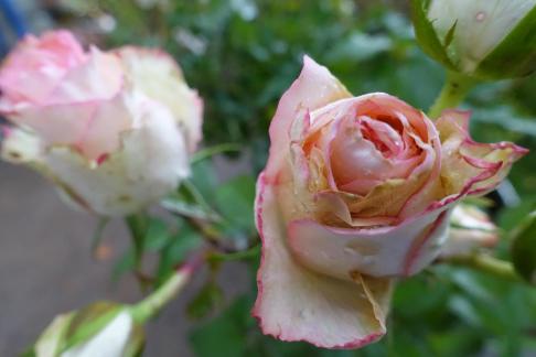 chinese rose 1