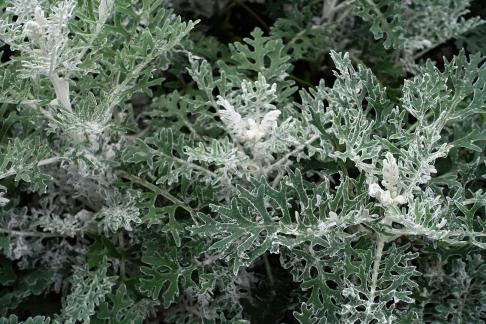 senecio cineraria