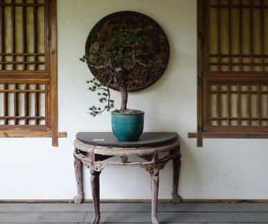 potted plant 1