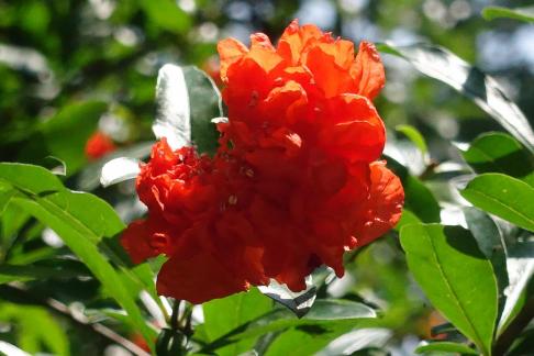 pomegranate flowers 1