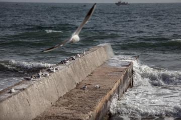 Seagulls