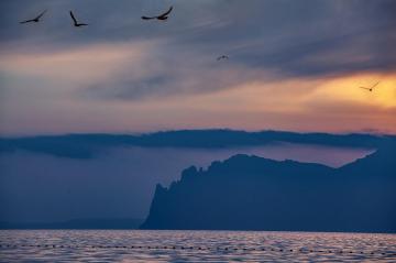 Seagulls-2